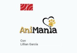 Read more about the article AniMania